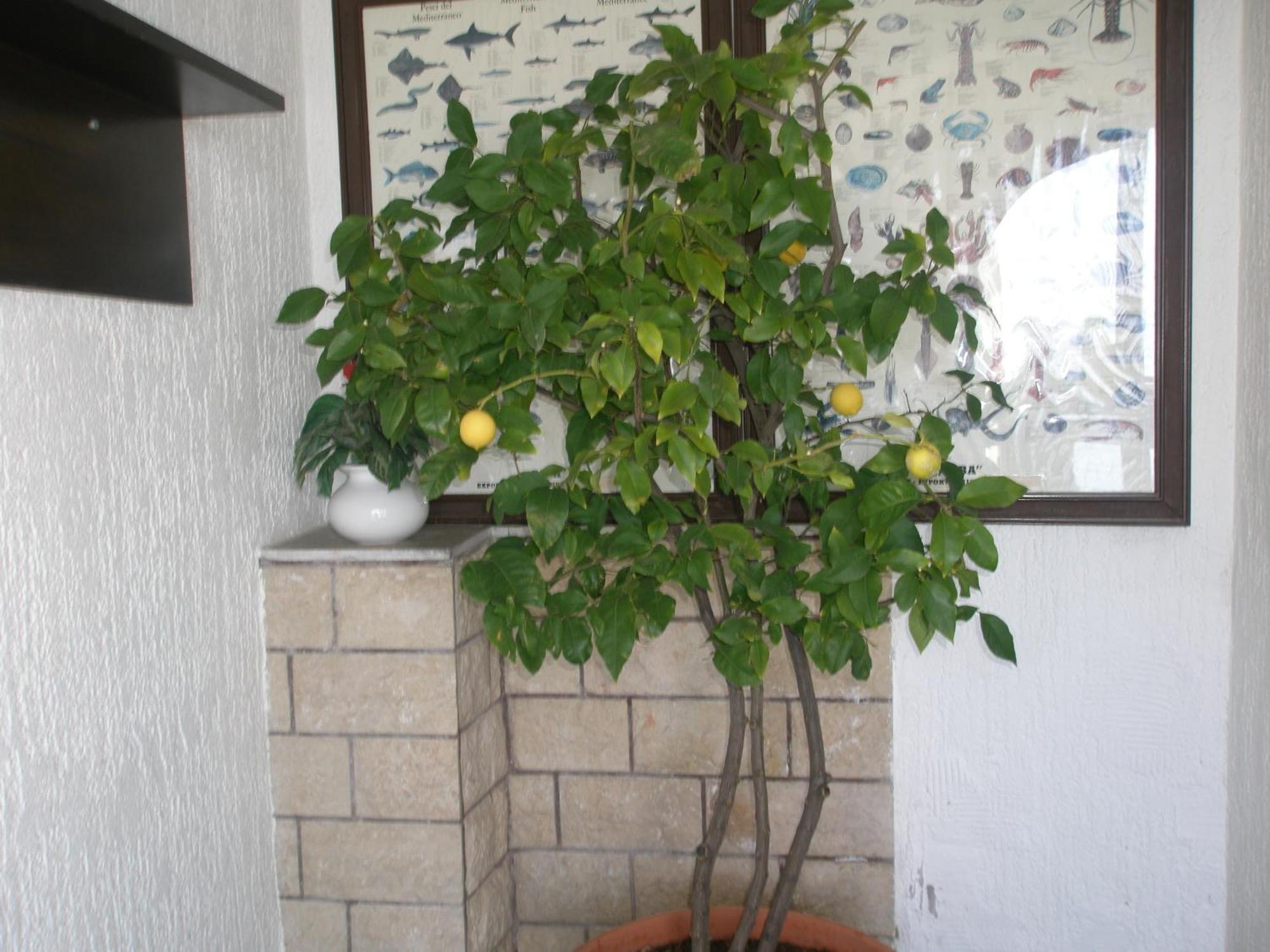 Guesthouse Hacijenda Sveti Juraj Buitenkant foto
